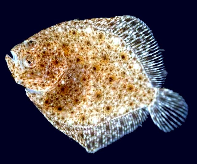 Scophthalmus maximus_02.jpg